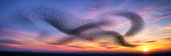 flocks